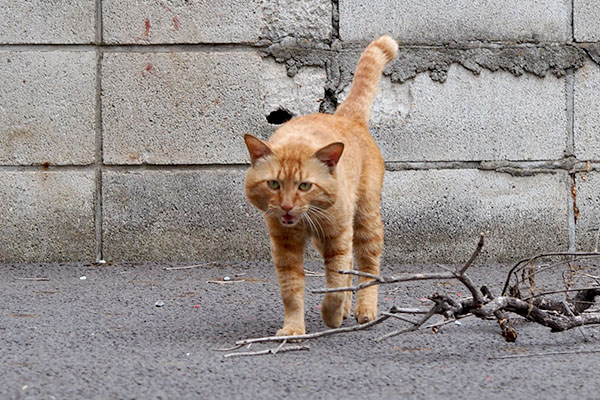 しっぽだけは上げる　トト