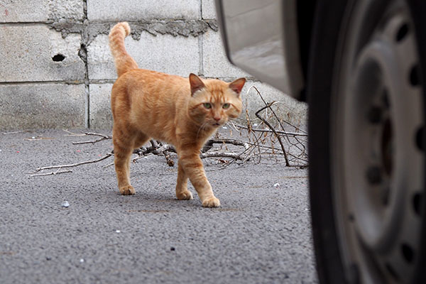 一応車を盾にする　トト