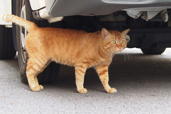 車の下　かわいいトト