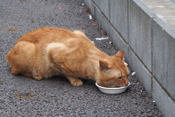 食べるトト