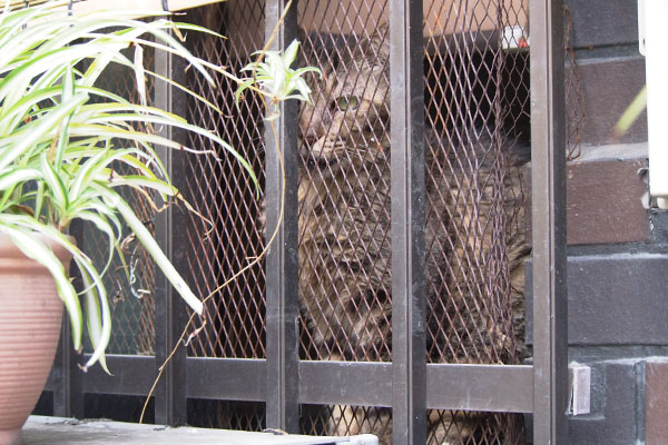 らんぽ君の家から見てる猫