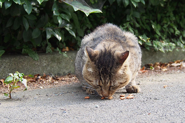 トッキー　やって来て食べる