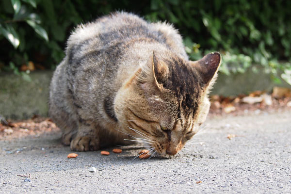 もぐもぐ　トッキー