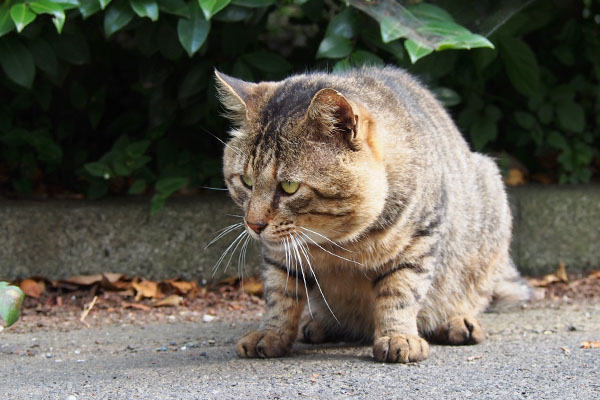 じーっと見るトッキー