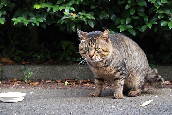 どして？なトッキー