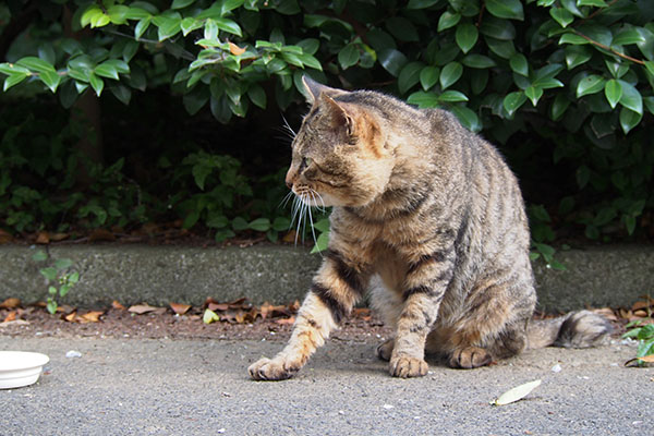 遠く見る　トッキー