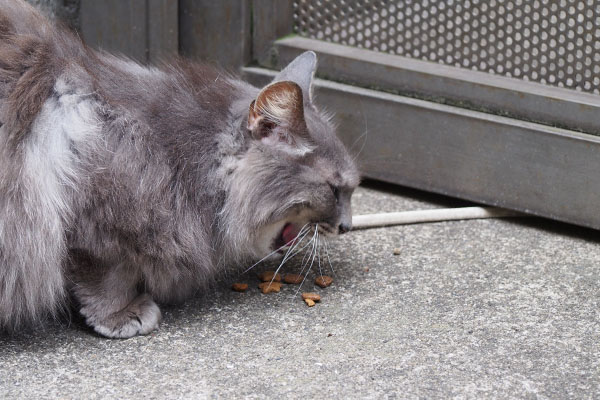 必死で食べるマフ