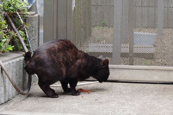 食べるティア