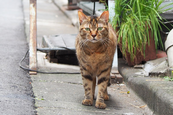 静止してこちらを見る　ヴェル