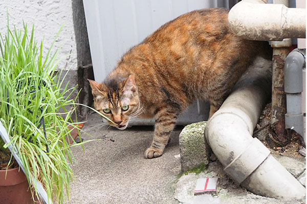 食べ終わった　ヴェル