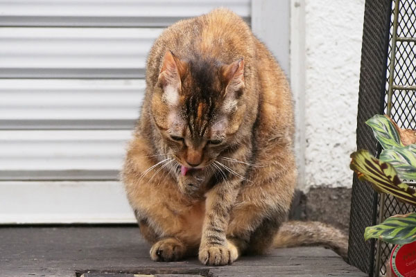 お手て舐め舐め　ヴェル