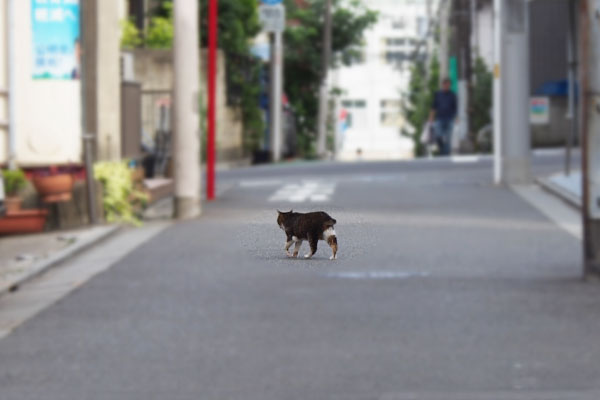 Flower walking