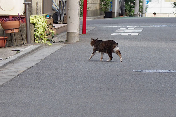 トテトテ　フラワー