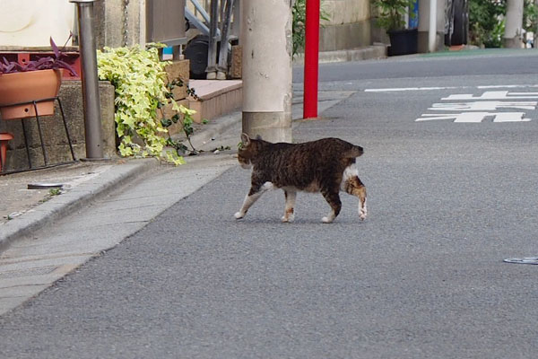 トテトテ　フラワー２