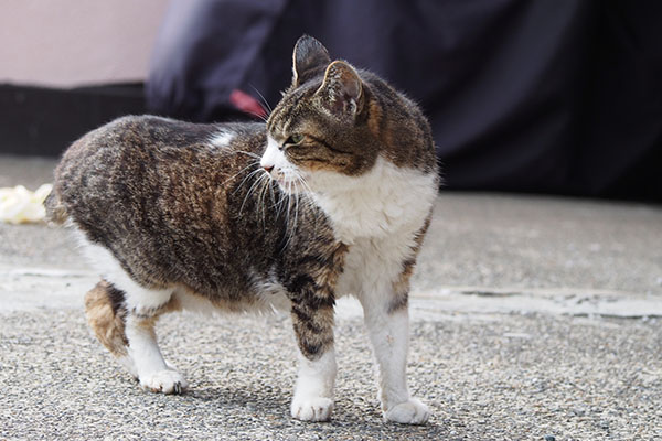 ん？誰か来るにゃ　フラワー