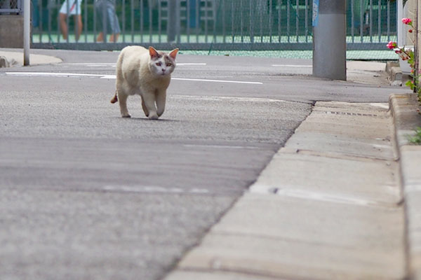 遠くにジュリ