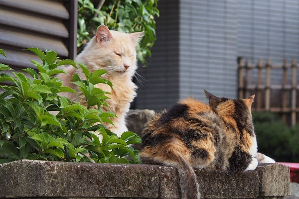 ナリコとオトワ　ズーム