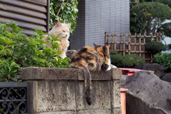 遠くから　ナリコとオトワ