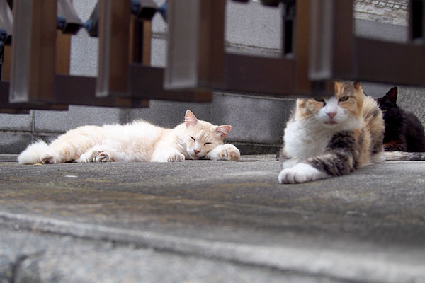 伸びているナリコマ君