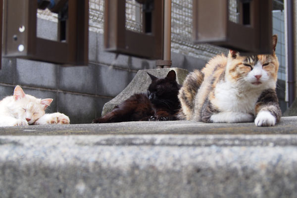 アズマ　はっきりせず