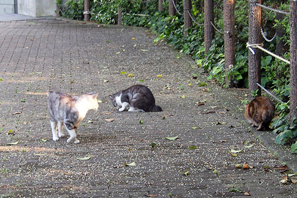 端っこクラタンと弟達