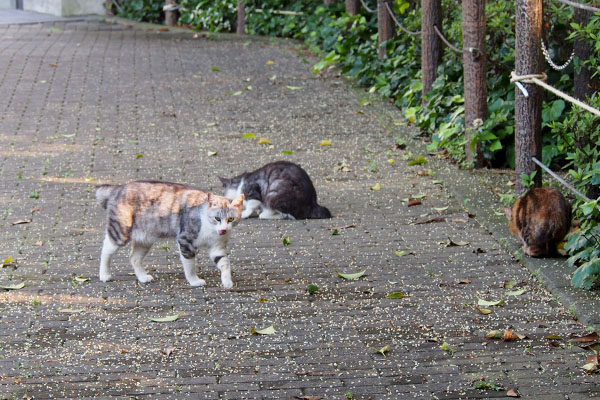 端っこクラタンと弟達2