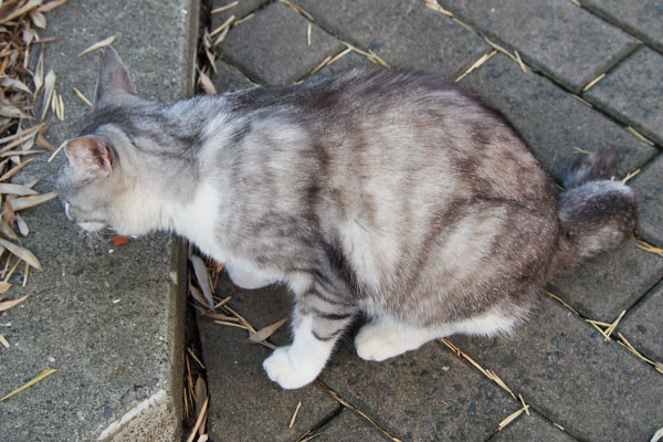 テーブルでクロム食べる