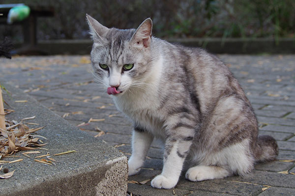 クロム　ぺろん