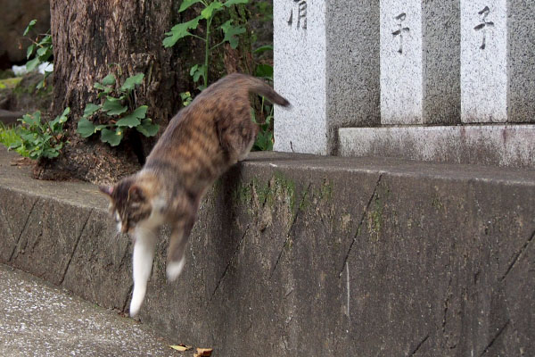 下りて来る雫