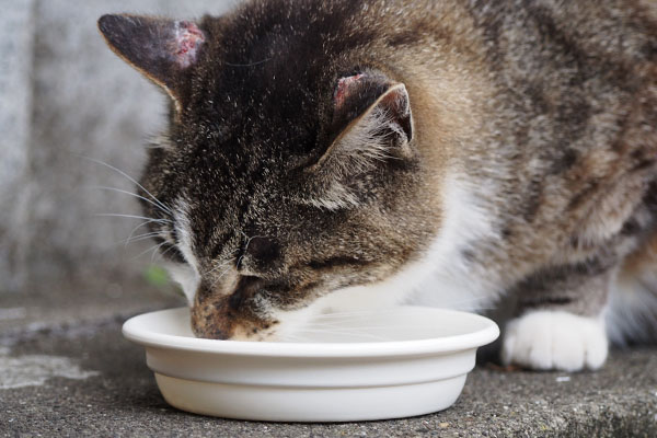 召し上がる　雫２