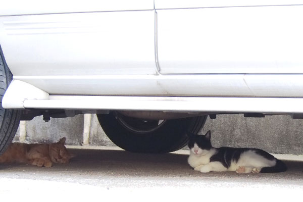 左ナチャとスズ　車の下