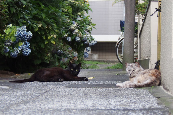 遠くのアカシと銀　見送りせず