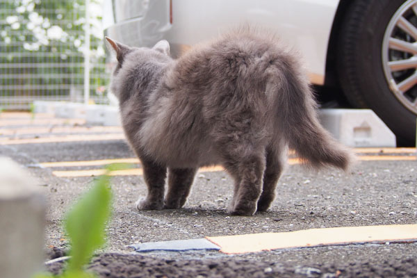 要ブラッシング　マフ