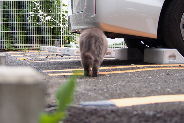 もう用は無いにゃ　マフ