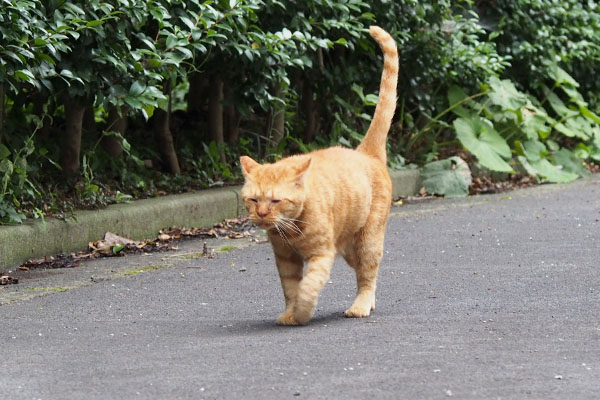 イカ耳でトテトテ　コルレ