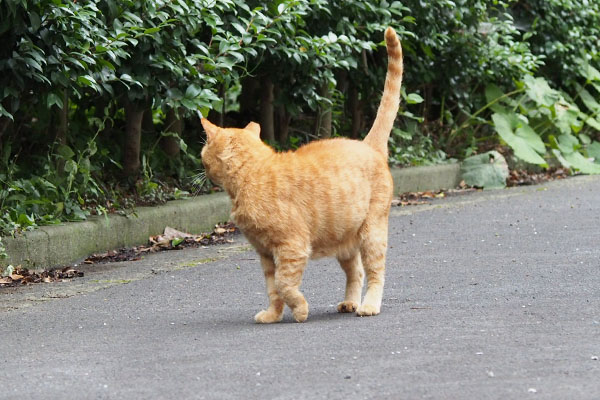 トッキーを気にする　コルレ