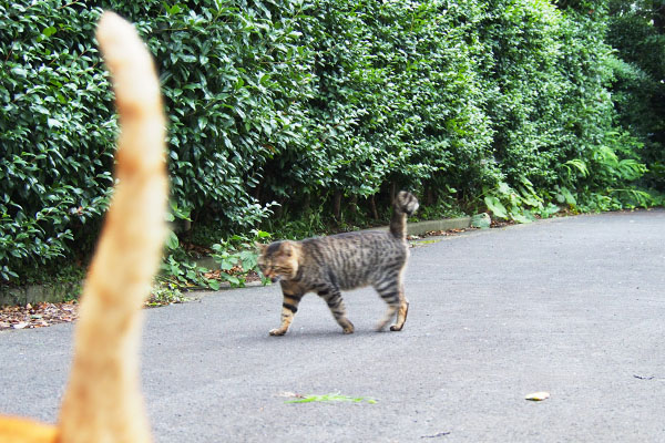 右から来たトッキー　コルのしっぽ