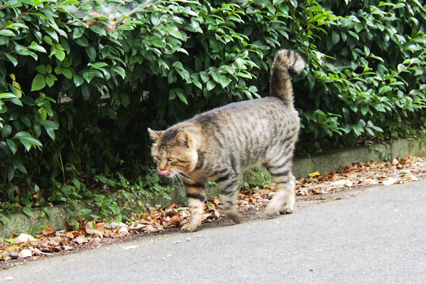 お口の準備　トッキー