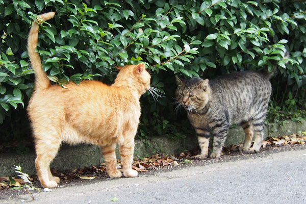 大きな声のトッキー　ちょい引くコル