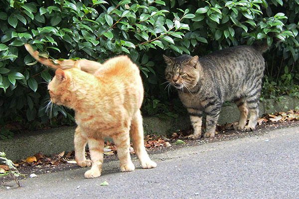 コルたんどこ行くにゃ　トッキー小心者