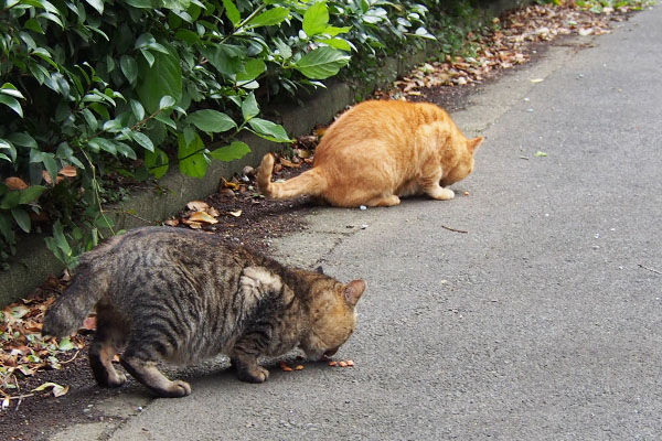 並んで食べるトッキーとコルレ