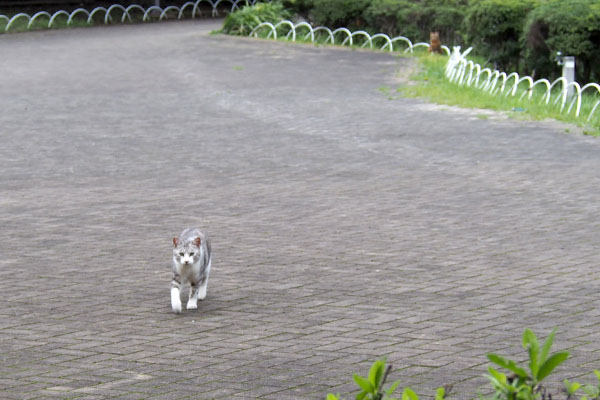 クロムが来てた遠くにクラタン