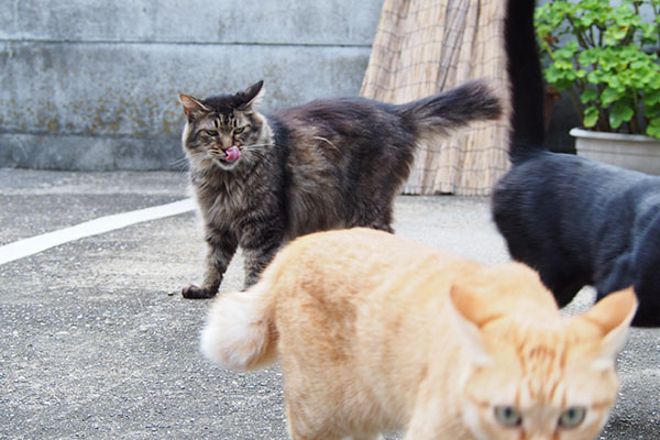 みんなわさわさ　３にゃん