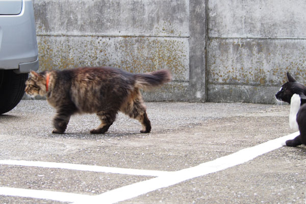 うろちょろしているらんぽ