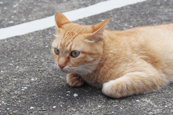 平和にゃ　そら