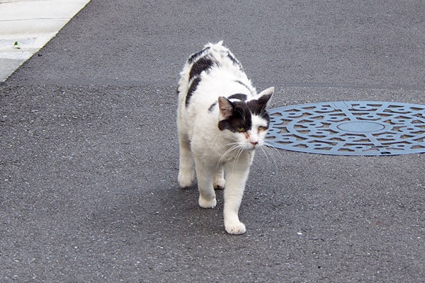 ちびにゃんを見ている坊