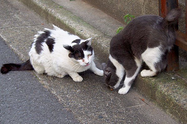 ちびニャン必死