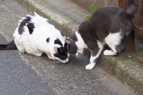 ケホケホしてるちびにゃんと確認する坊