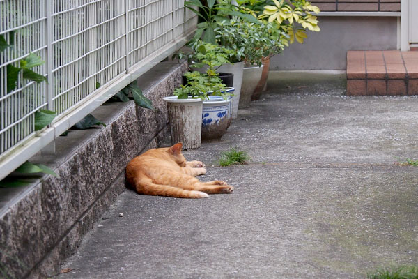 ちゃー坊　寝ながら待ってる