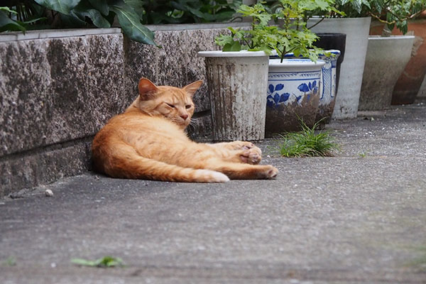 気配を感じて顔をあげたちゃー坊